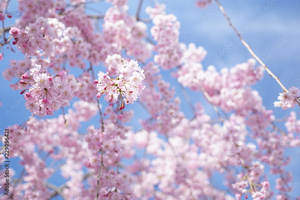青空バックのピンク色の桜