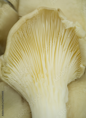 Fresh tasty oyster mushroom in macro view