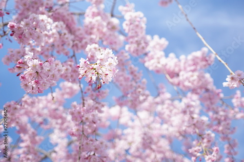 青空バックのピンク色の桜