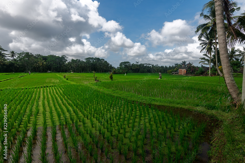  Rice Terraces near Ubud, Bali, Indonesia