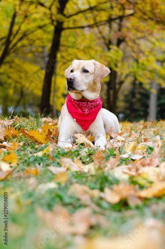 Autumn Labrador Retriever