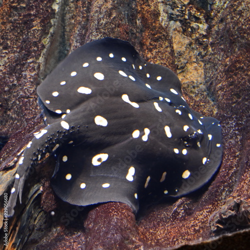 Potamotrygon leopoldi black diamond. Freshwater stingray underwater in aquarium photo