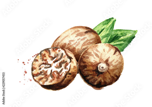 Nutmeg nut with green leaves. Watercolor hand drawn illustration isolated on white background