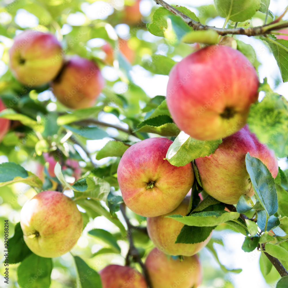 apples on a tree, apple tree foliage close-up blurry background apples on a tree, apple tree foliage close-up blurry background