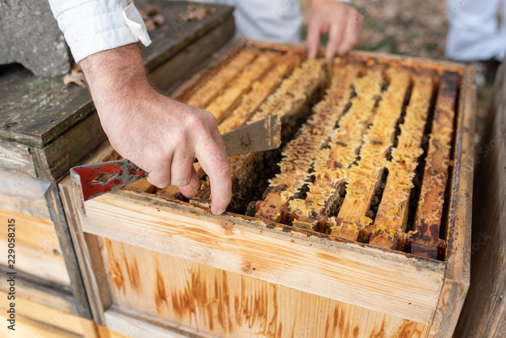 Imker beim kontrollieren der Bienen im Herbst Imker beim kontrollieren der Bienen im Herbst