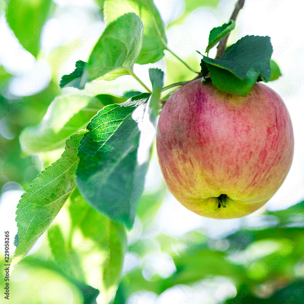 apples on a tree, apple tree foliage close-up blurry background apples on a tree, apple tree foliage close-up blurry background