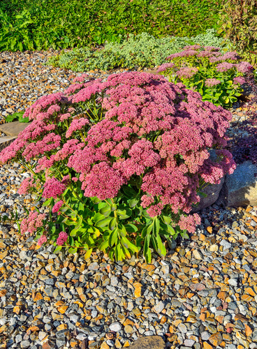 Bright bush with pink Inflorescences of succulent Sedum flowers close-up, lat. (Hylotelephium spectabile) - beautiful decorative plant for garden landscape design or garden rockery, alpine slide 
 photo