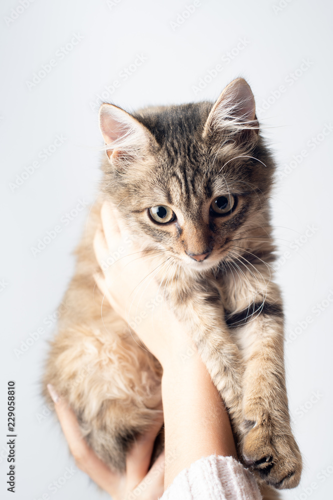 Portrait of little cute mixed breed kitten