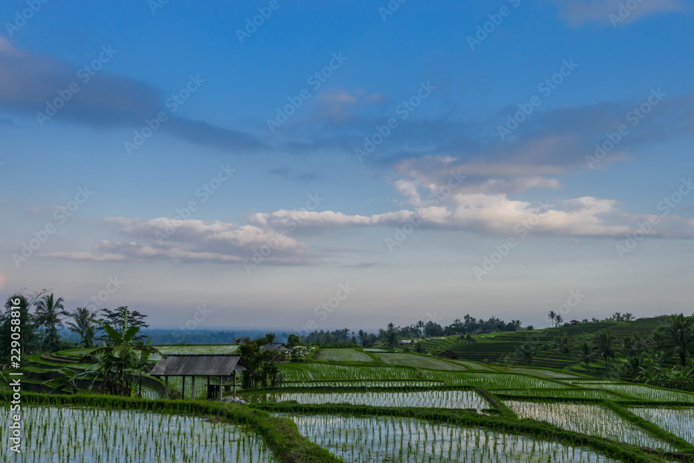Jatiluwih Rice Terraces at sunset with reflection, Bali, Indonesia.