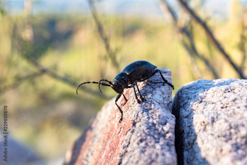 A cactus longhorn beetle, Moneilema, perched on a rock in the Sonoran Desert north of Tucson, Arizona. An all black large insect which enjoys dining on prickly pear cactus. A cactus longhorn beetle, Moneilema, perched on a rock in the Sonoran Desert north of Tucson, Arizona. An all black large insect which enjoys dining on prickly pear cactus.