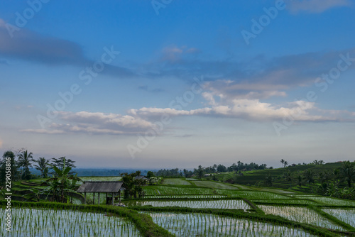 Fototapeta Naklejka Na Ścianę i Meble -  Jatiluwih Rice Terraces at sunset with reflection, Bali, Indonesia.