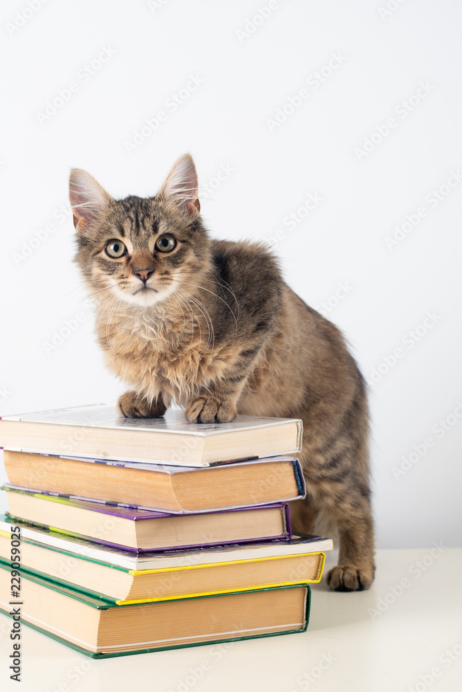 Cute little kitten with books on white background Cute little kitten with books on white background