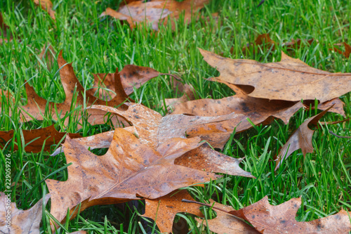 Feuilles mortes sur pelouse