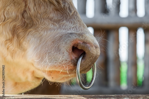 Bild auf Leinwand Big bull with a ring in a nose
