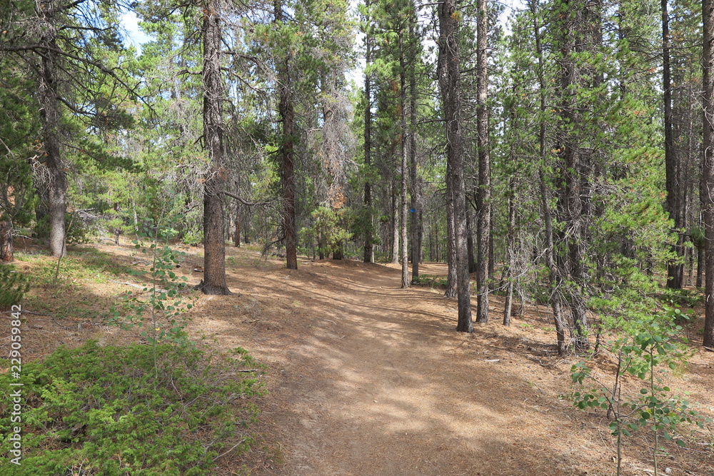 Fototapeta premium road in forest