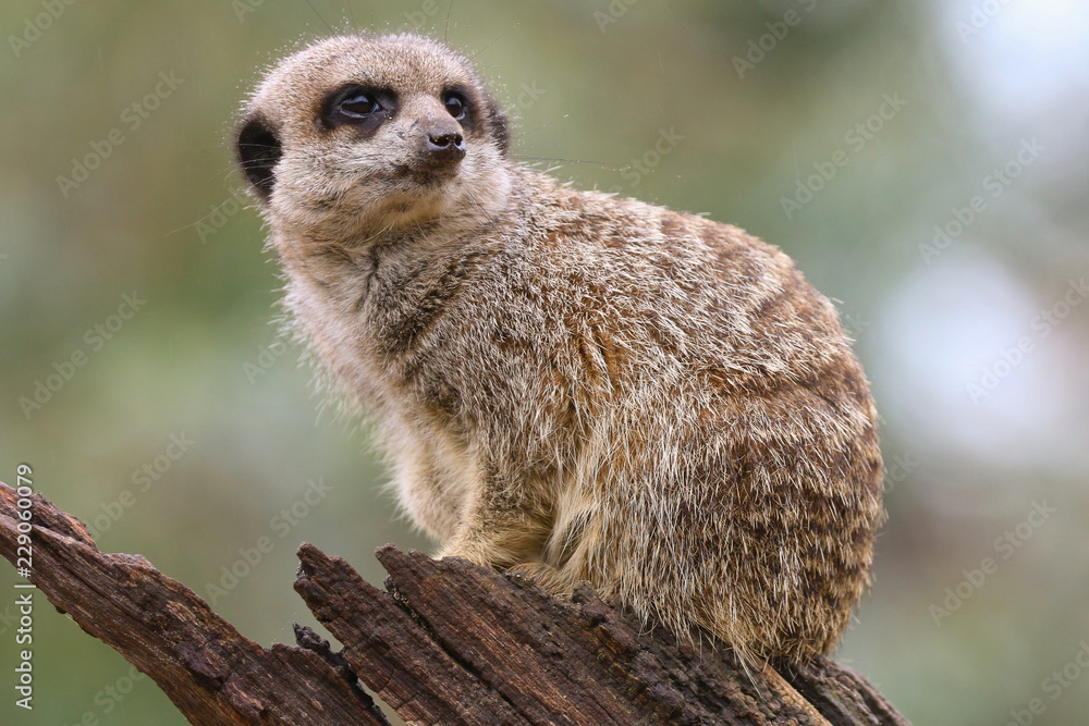 Fototapeta premium Meerkat