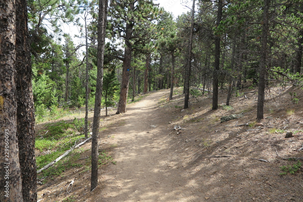 Fototapeta premium road in forest