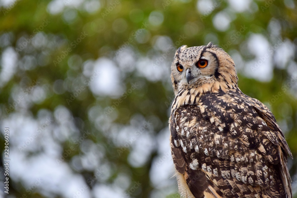 Bengal eagle owl Bengal eagle owl