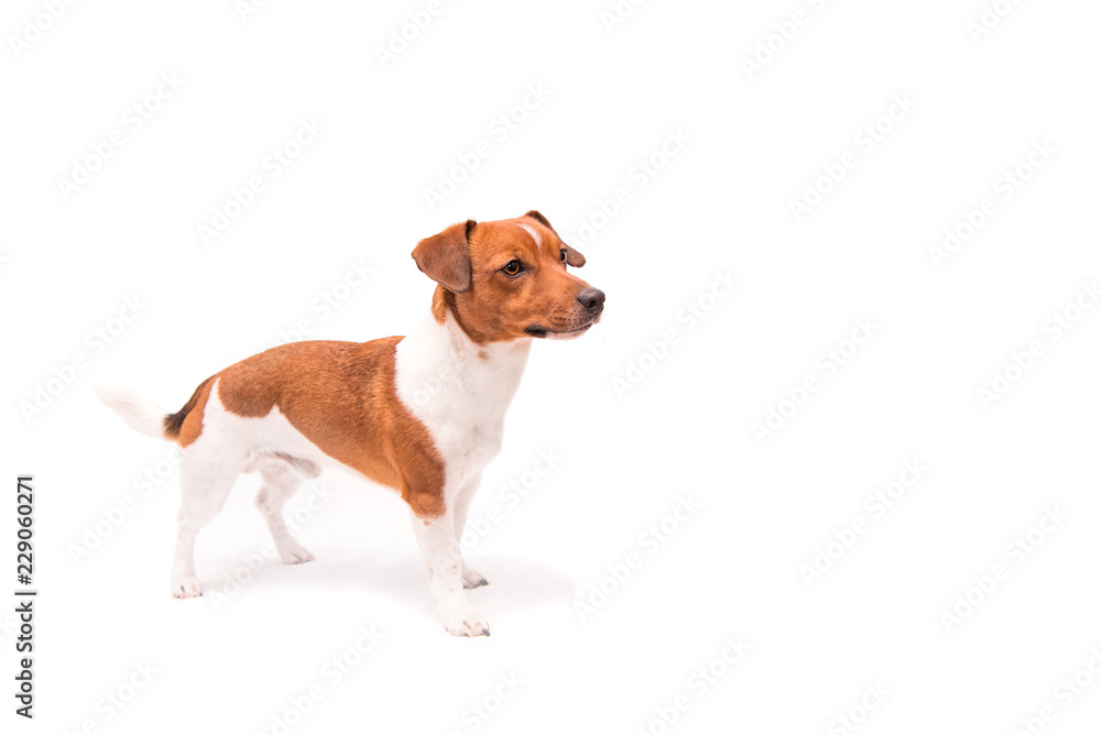 Cute Jack Russell Terrier dog is standing isolated in front of a white background