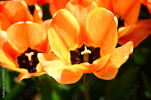 tulip, flower, spring, nature, white, yellow, green, narcissus, plant, daffodil, garden, blossom, flowers, tulips, bloom, beauty, floral, field, flora, beautiful, daffodils, color, petal, leaf, season