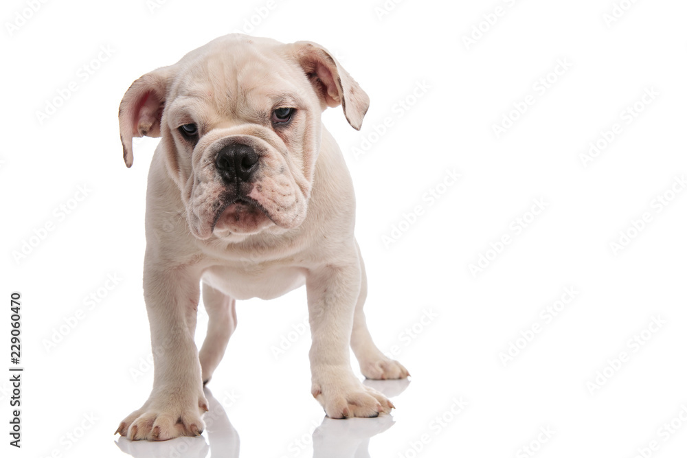 white english bulldog puppy standing