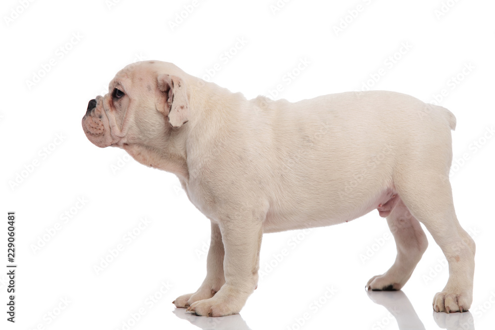 side view of white english bulldog pup standing side view of white english bulldog pup standing