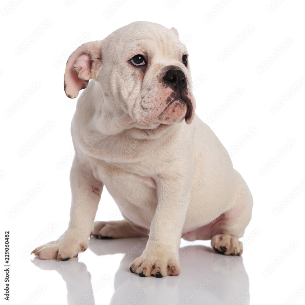 adorable white english bulldog sits and looks up to side adorable white english bulldog sits and looks up to side