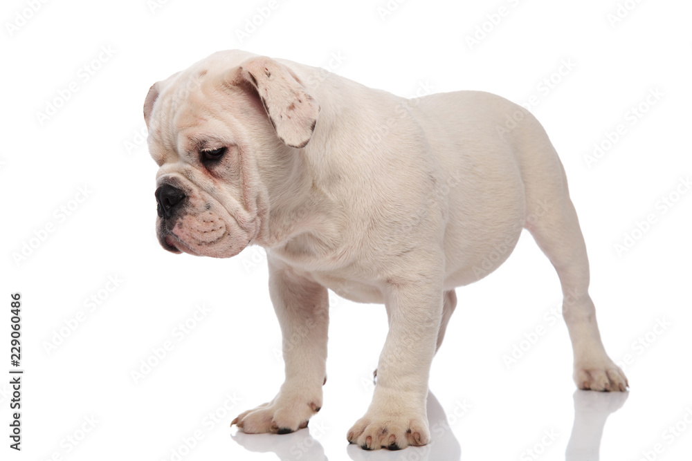 curious white english bulldog stands and looks down to side