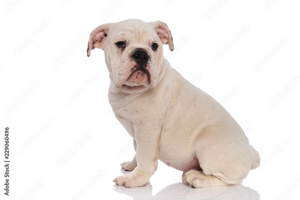 side view of curious white english bulldog sitting
