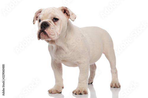 cute and bored english bulldog stands and looks to side