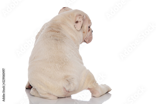 Fototapeta Naklejka Na Ścianę i Meble -  back view of white english bulldog sitting and looking down