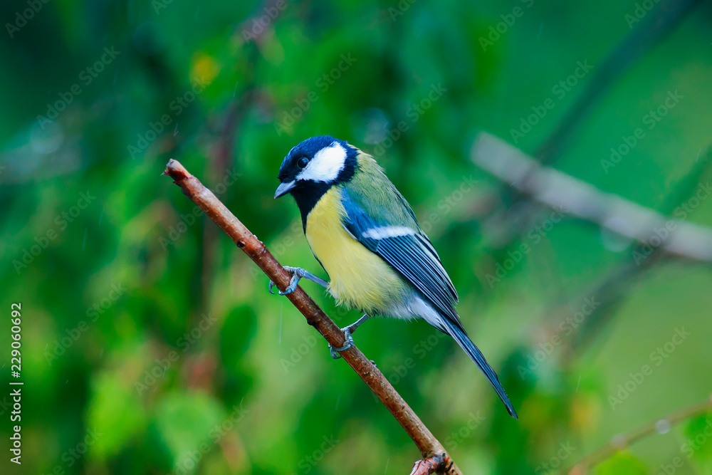 Obraz premium portrait of a little funny wet bird tit sitting on a branch during the cold rain in autumn Park