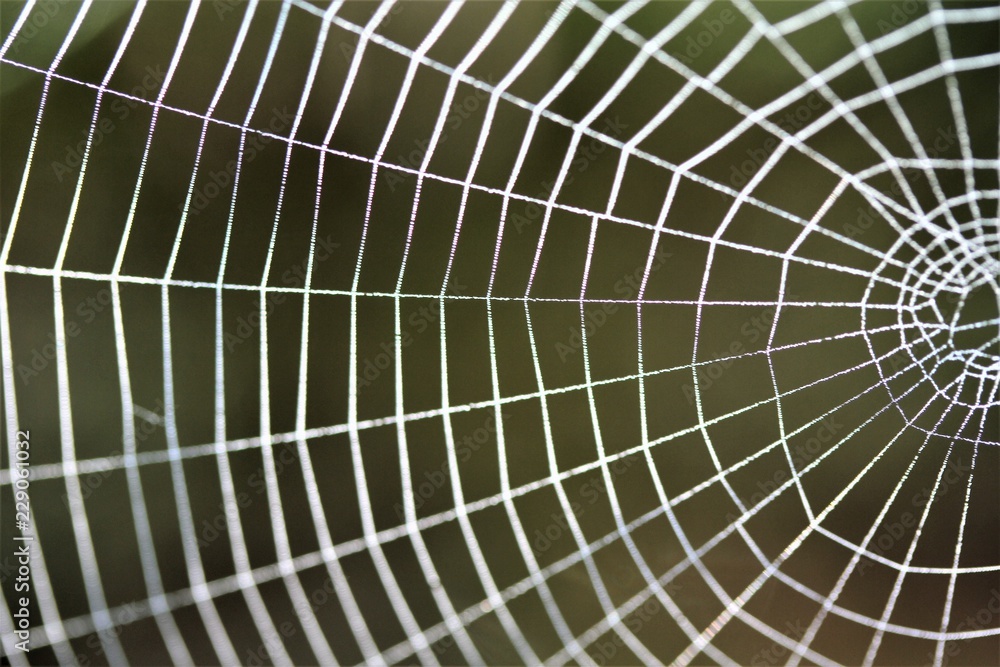 Obraz premium toile d'araignée