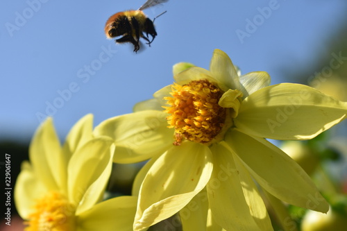 Bee Fly