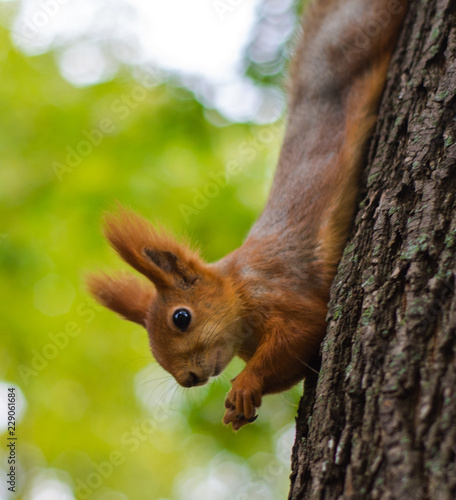 Squirrel chews food in the Park © dmitriydanilov62