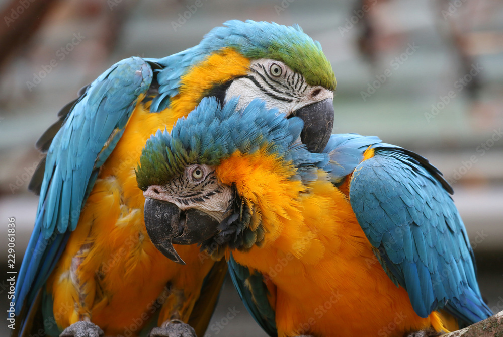 Naklejka premium Blue and Yellow Macaws