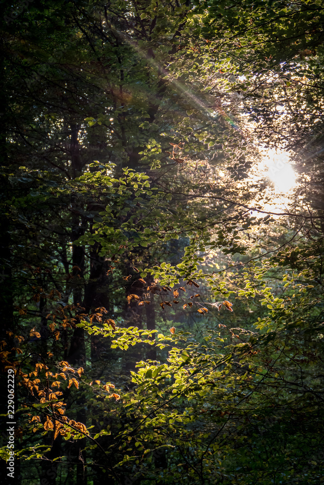 Fototapeta premium Sonnenstrahlen im Wald