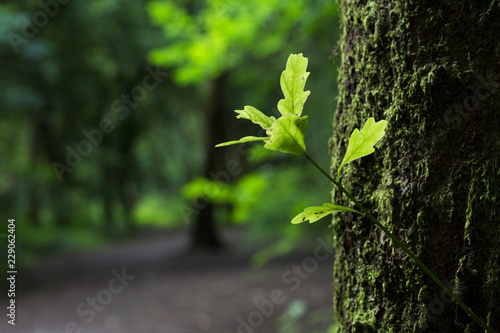 A new branch growing from the side of an old tree caught in the dappled sunlight