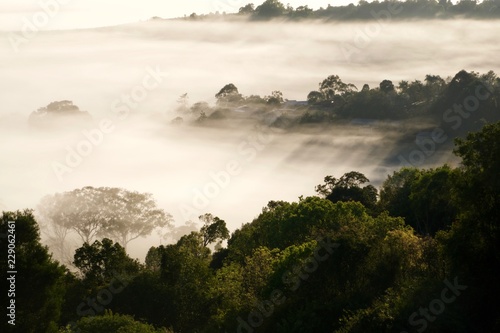 Tableau sur toile fog in the wally
