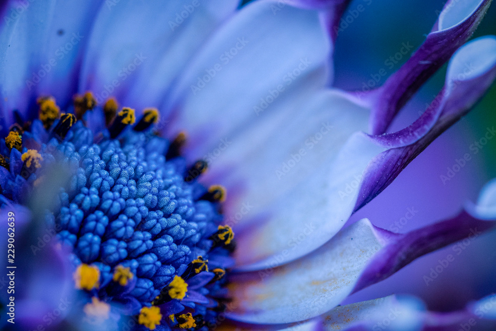 Étamines de marguerites