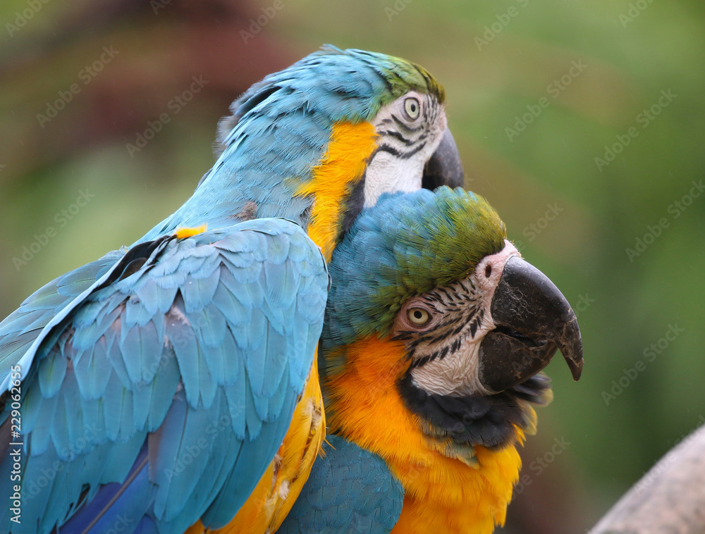 Blue and Yellow Macaws