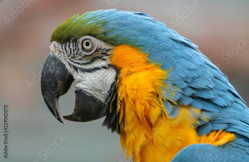 Blue and Yellow Macaw portrait