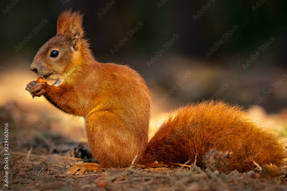 Cute squirrel in morning light. Amazing small and cute animal. Very fast,  jumping from one tree