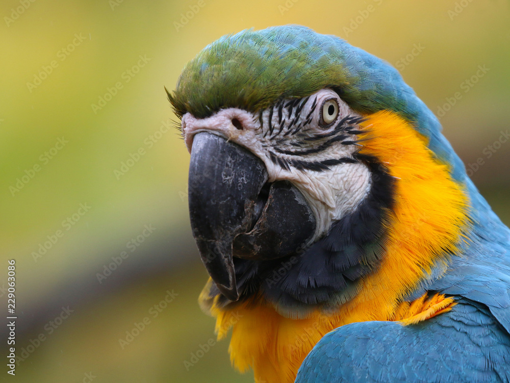 Fototapeta premium Blue and Yellow Macaw portrait