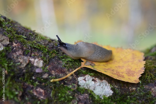 Snail crawling on a tree.