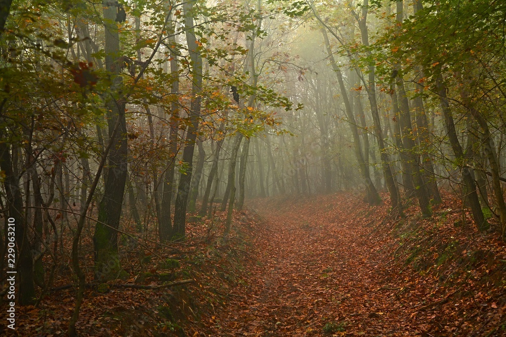 Obraz premium Forest path in mist