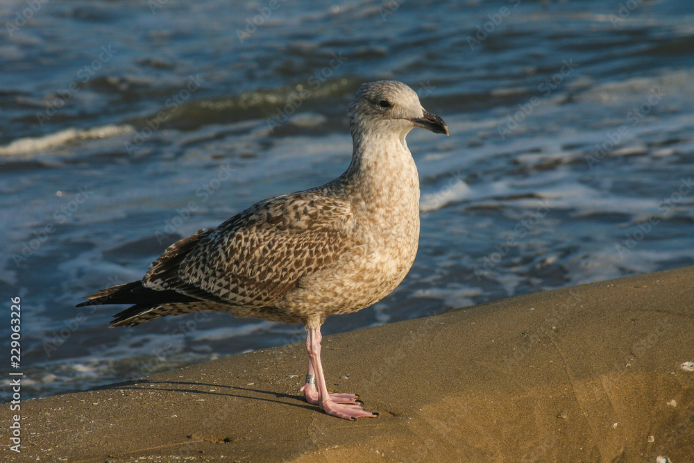 Möwe am Strand der Nordsee in der Sonne Möwe am Strand der Nordsee in der Sonne