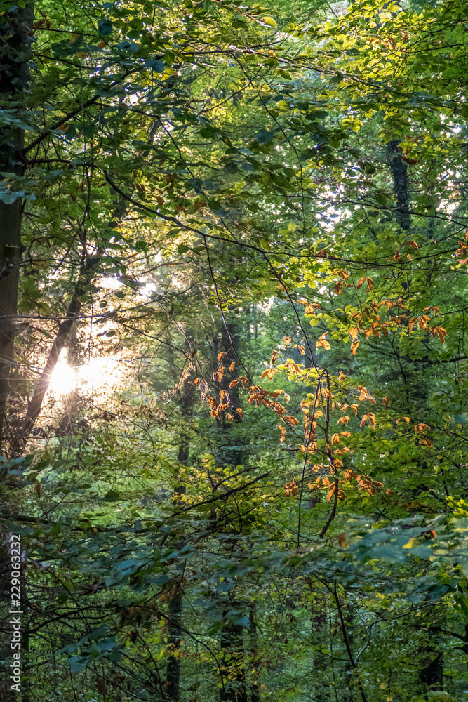 Sonnenstrahlen im Wald Sonnenstrahlen im Wald