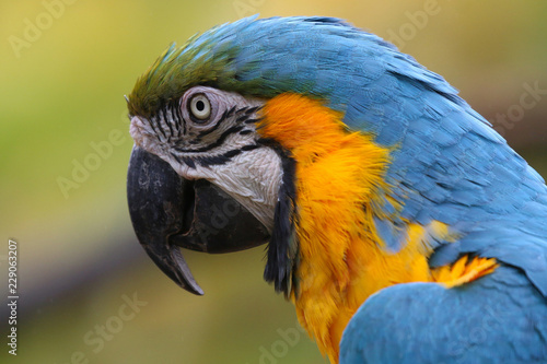 Blue and Yellow Macaw portrait © UniquePhotoArts