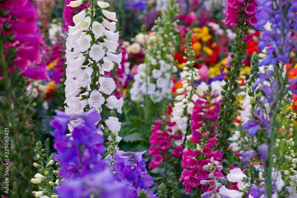 Obraz premium flowers in the garden